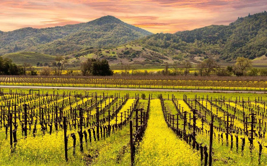 Napa Valley